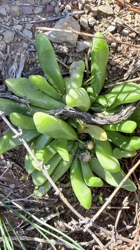 Glottiphyllum nelii, photograph 2