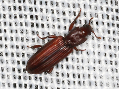 Bothrideridae