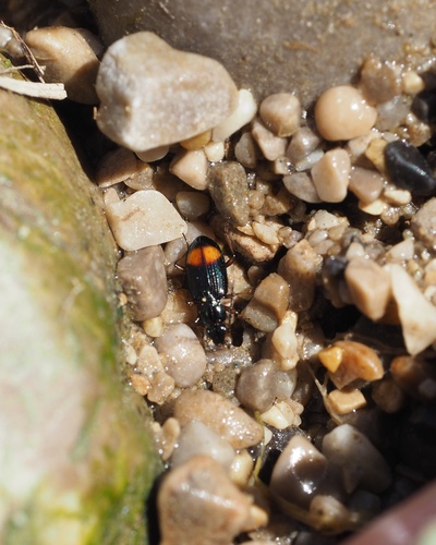 Bembidion modestum