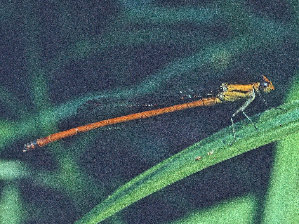 Golden Firetail