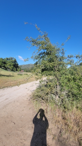iNaturalist observation photo of Quercus berberidifolia × john-tuckeri