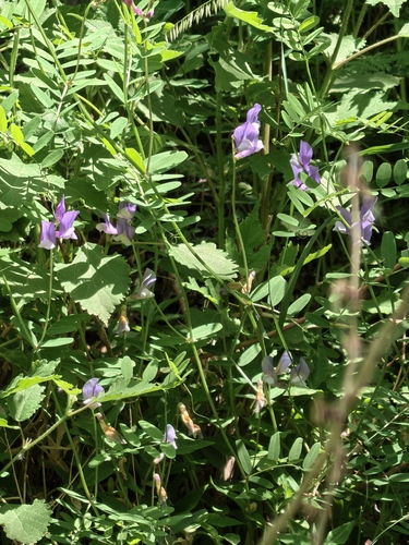 Vicia bungei, 2026-05-04