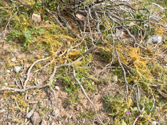 Cuscuta denticulata
