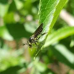 Cerotainia