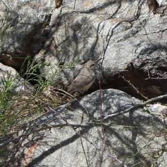 Salpinctes obsoletus