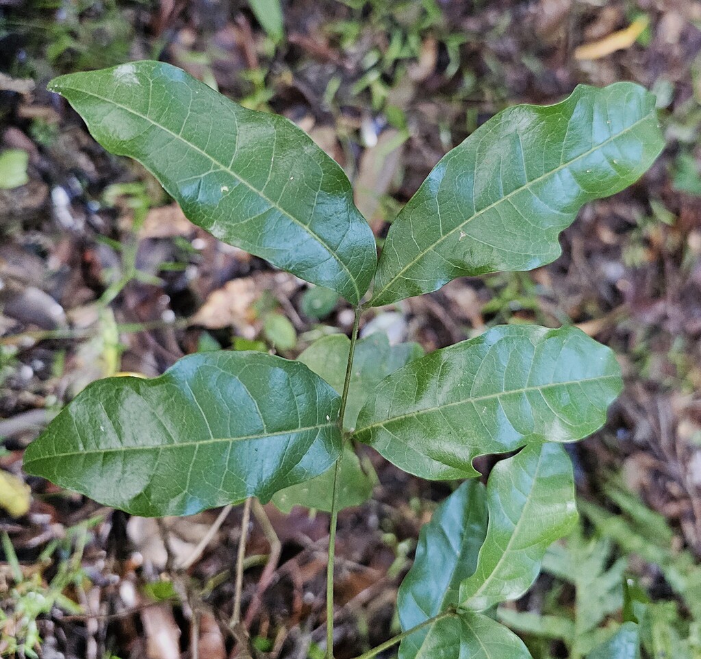 Small-leaved Tamarind