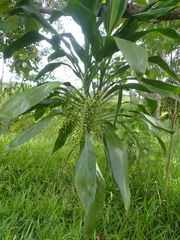 Cordyline manners-suttoniae, photograph author not stated, no rights reserved