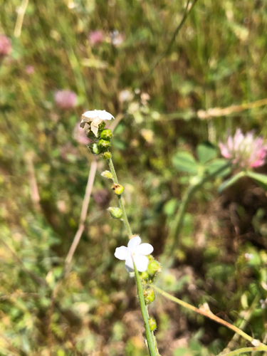 Plagiobothrys nothofulvus, photograph 6