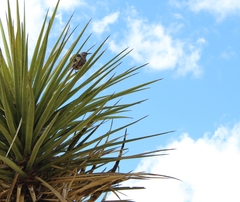 Toxostoma curvirostre