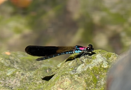 Pink Jewel