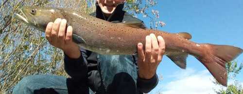 Huchen (Hucho hucho) — Salmonidae — 2