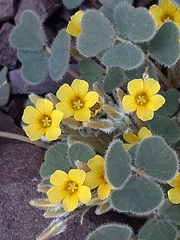 Oxalis cotagaitensis