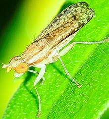 Trypetoptera canadensis