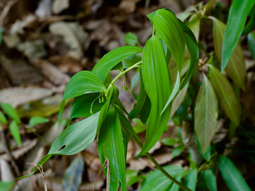 Polygonatum falcatum, photograph 2