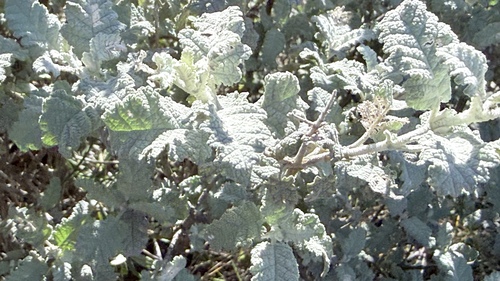 Buddleja glomerata, photograph 4