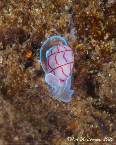 Bullina lineata