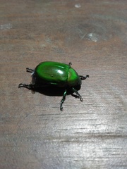 Anomala viridis
