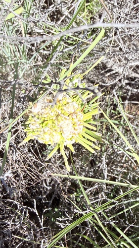 Senecio linifolius