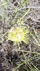 Senecio linifolius