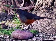 Turdus rufiventris