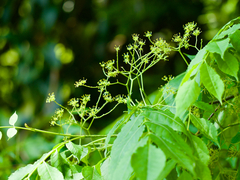 Picrasma quassioides