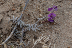 Swainsona villosa