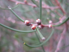 Hakea rostrata