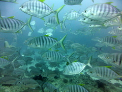 Carangoides
