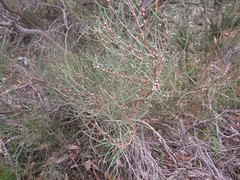 Hakea rostrata