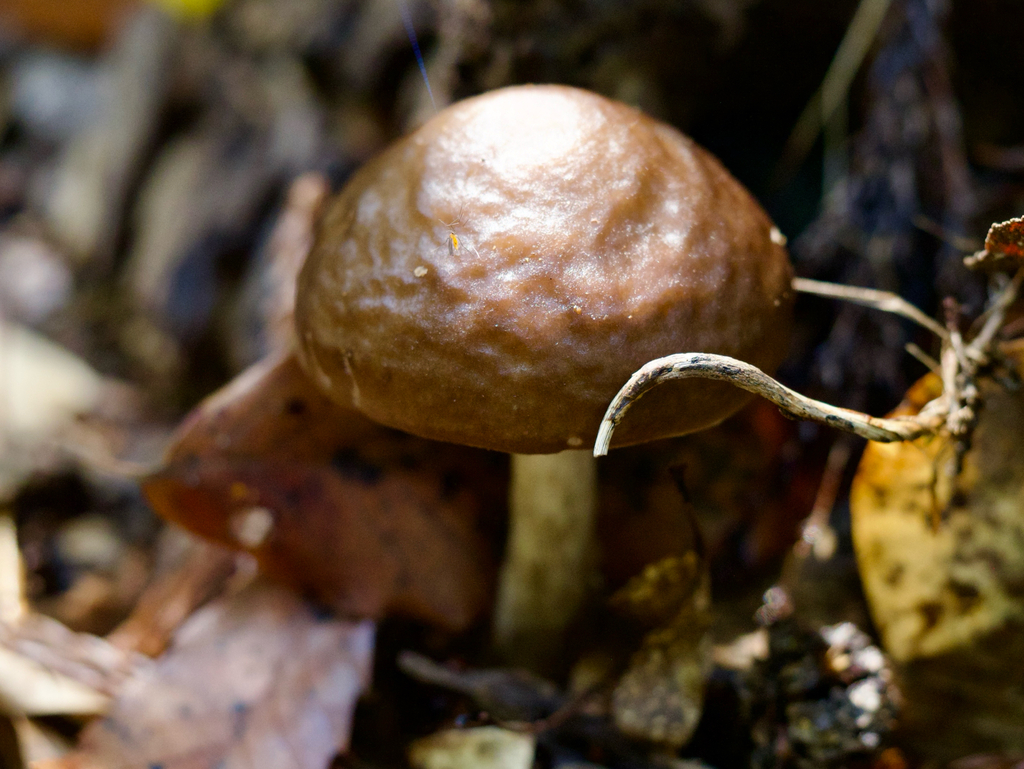 Pluteus cervinus · May 2026 · photo: © re_nebel (iNaturalist, cc-by)