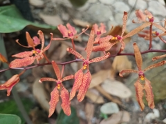 Renanthera
