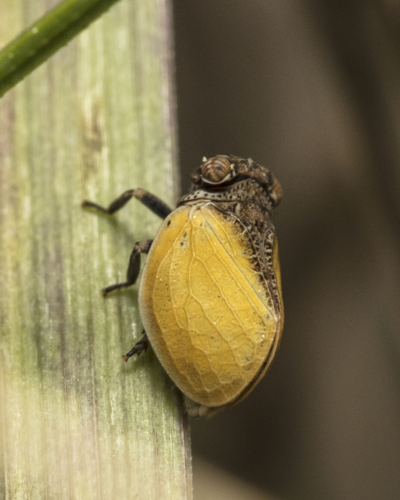 Hysteropterum vasconicum