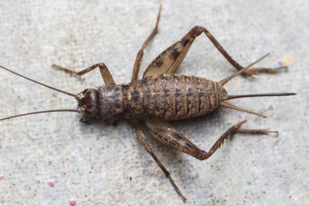 Iberian Glandular Cricket