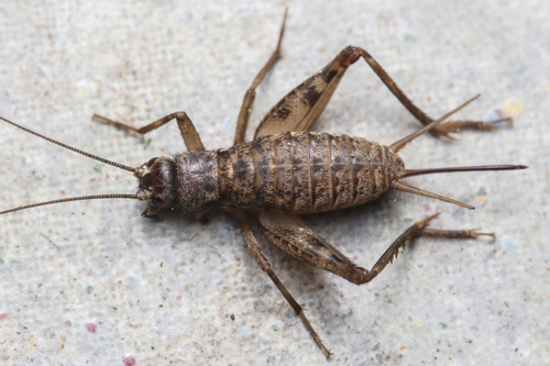 Iberian Glandular Cricket