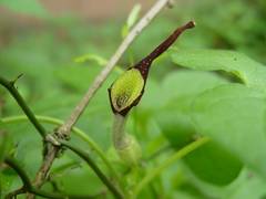 Aristolochia pentandra