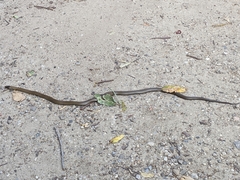 Diadophis punctatus modestus