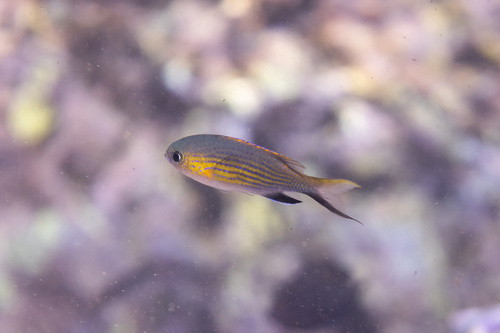 Vanderbilt's chromis (Chromis vanderbilti) — Pomacentridae — 3