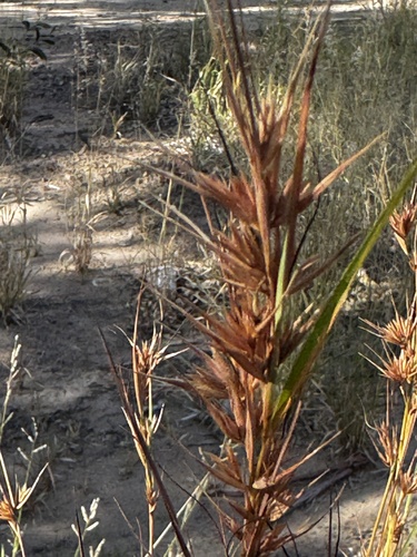 Kangaroo Grass
