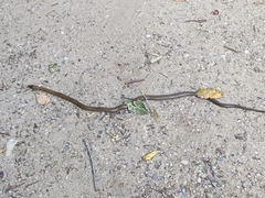Diadophis punctatus modestus