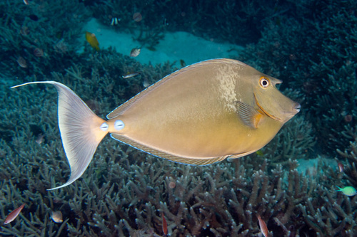 Bluespine Unicornfish