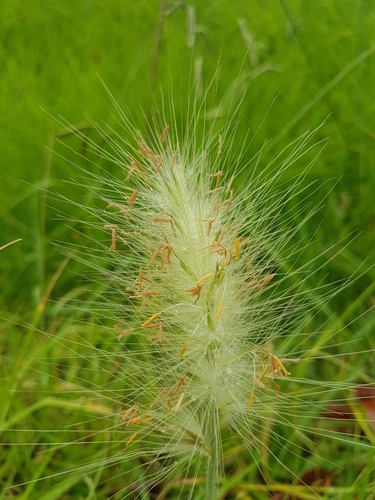 Feathertop (Cenchrus longisetus)