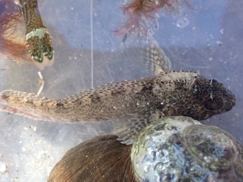 Multifid triplefin (Forsterygion gymnotum) — Tripterygiidae — 3