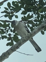 Mimus polyglottos image