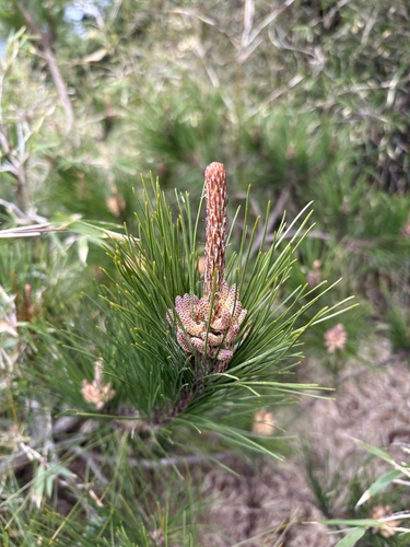 Pinus taiwanensis observed 2026-05-02