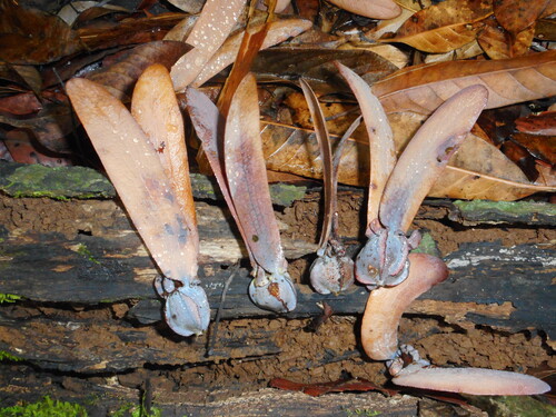 Dipterocarpus alatus