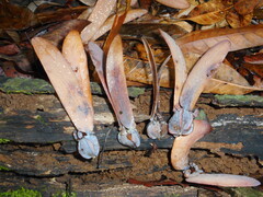 Dipterocarpus alatus