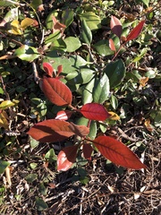 Cotoneaster glaucophyllus