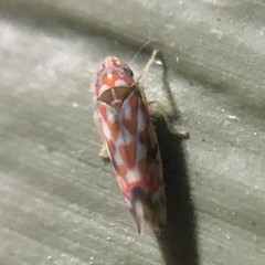 Erythroneura rubrella