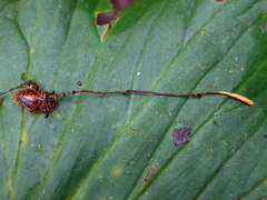 Ophiocordyceps nutans
