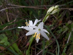 Anthericum